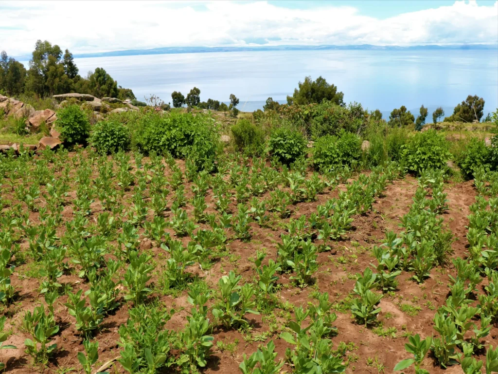 AGRICULTURA
